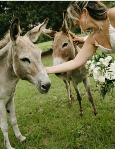 Bride and groom pet two C Bar Ranch donkeys.